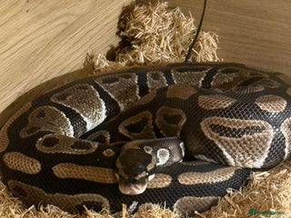 Python Snake reptiles Ball python and complete setup + food supply - Advert 1