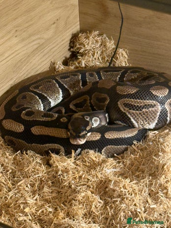 Python Snake reptiles Ball python and complete setup + food supply - Advert 1