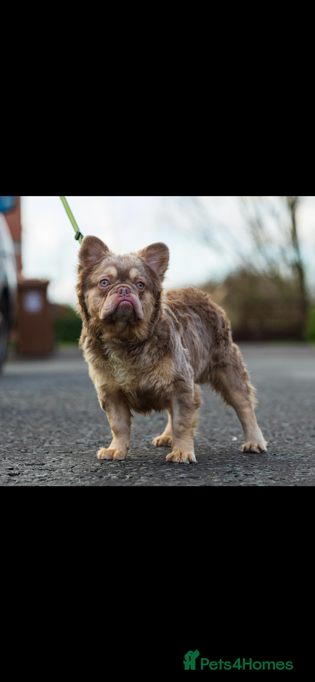 French Bulldog dogs for stud: Visual fluffy new shade boy Fluffiest in the UK  in Manchester - Advert 7