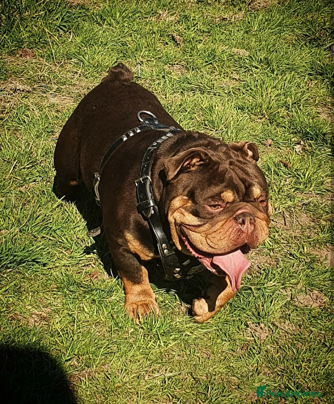 English Bulldog dogs for stud: *ROGUEROYALES Stud Valentino* Health Tested Clear in Wolverhampton - Advert 4