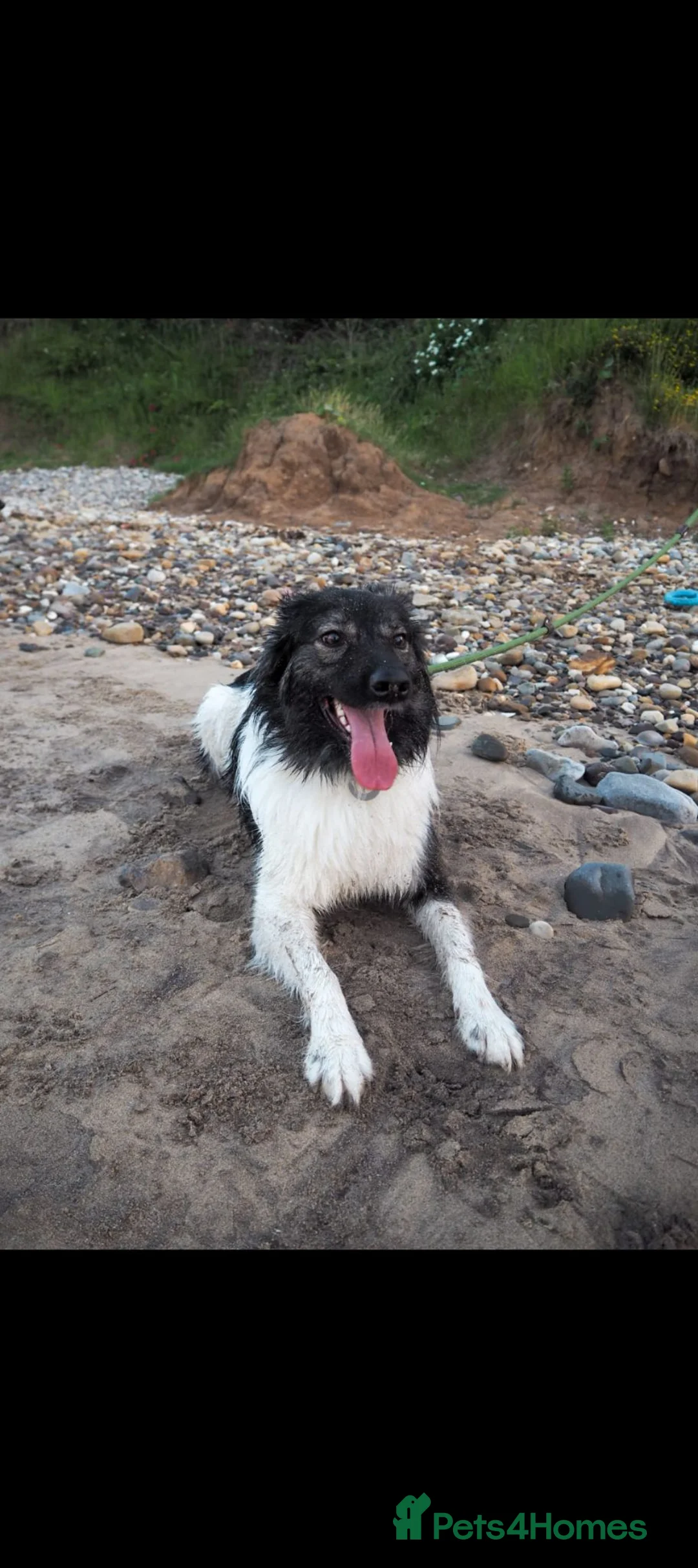 Mixed Breed dogs for sale: Adult mixedbreed for adoption- Luna  - Advert 4