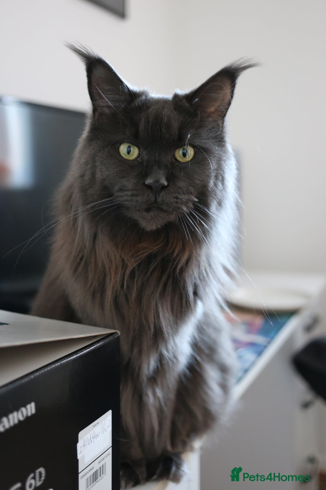 Maine Coon cats for sale: Rehoming  - Advert 1