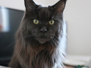 Maine Coon cats Rehoming - Advert 1