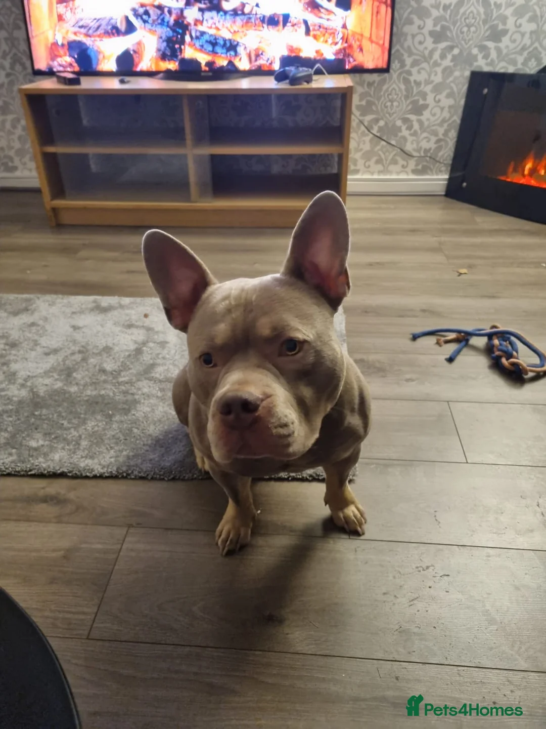 Mixed Breed dogs for sale: Blu the FRULLY - Advert 9