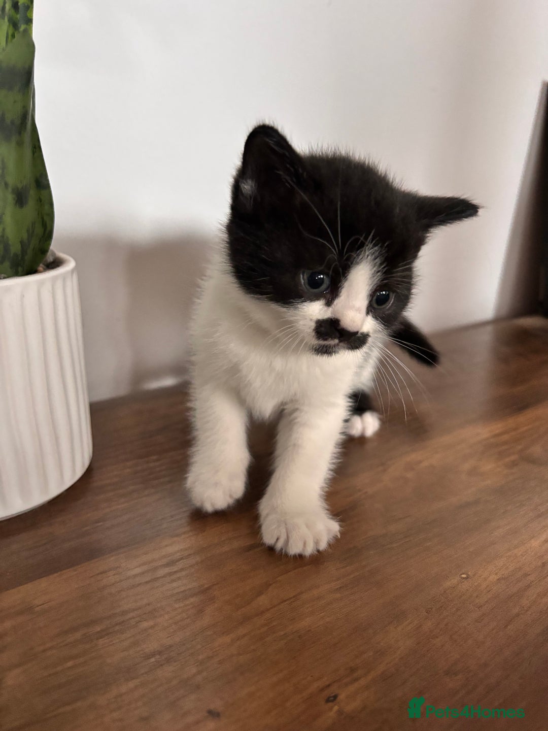 British Shorthair cats for sale: British shorthair mix kittens  - Image 1