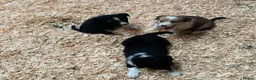 Border Collie dogs for sale: Adorable border collies - Advert 10