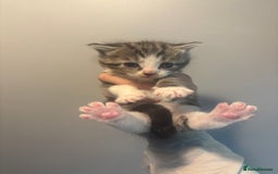 Domestic Shorthair cats for sale: Domestic short hair / long hair  - Image 12