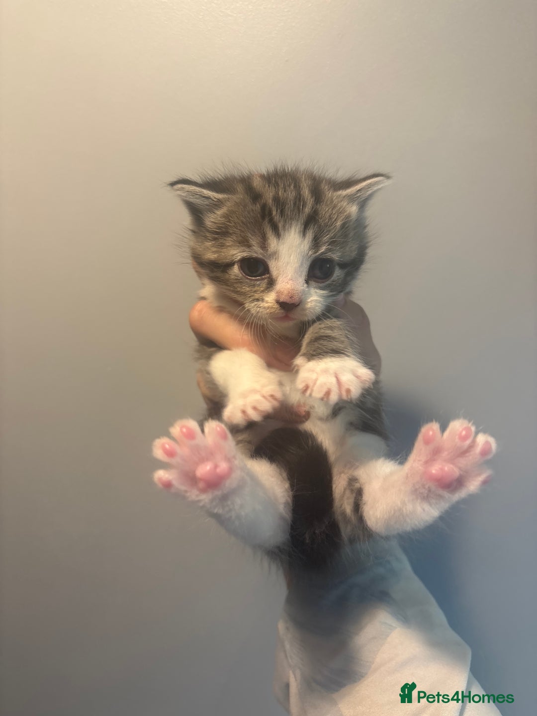 Domestic Shorthair cats for sale: Domestic short hair / long hair  - Image 12
