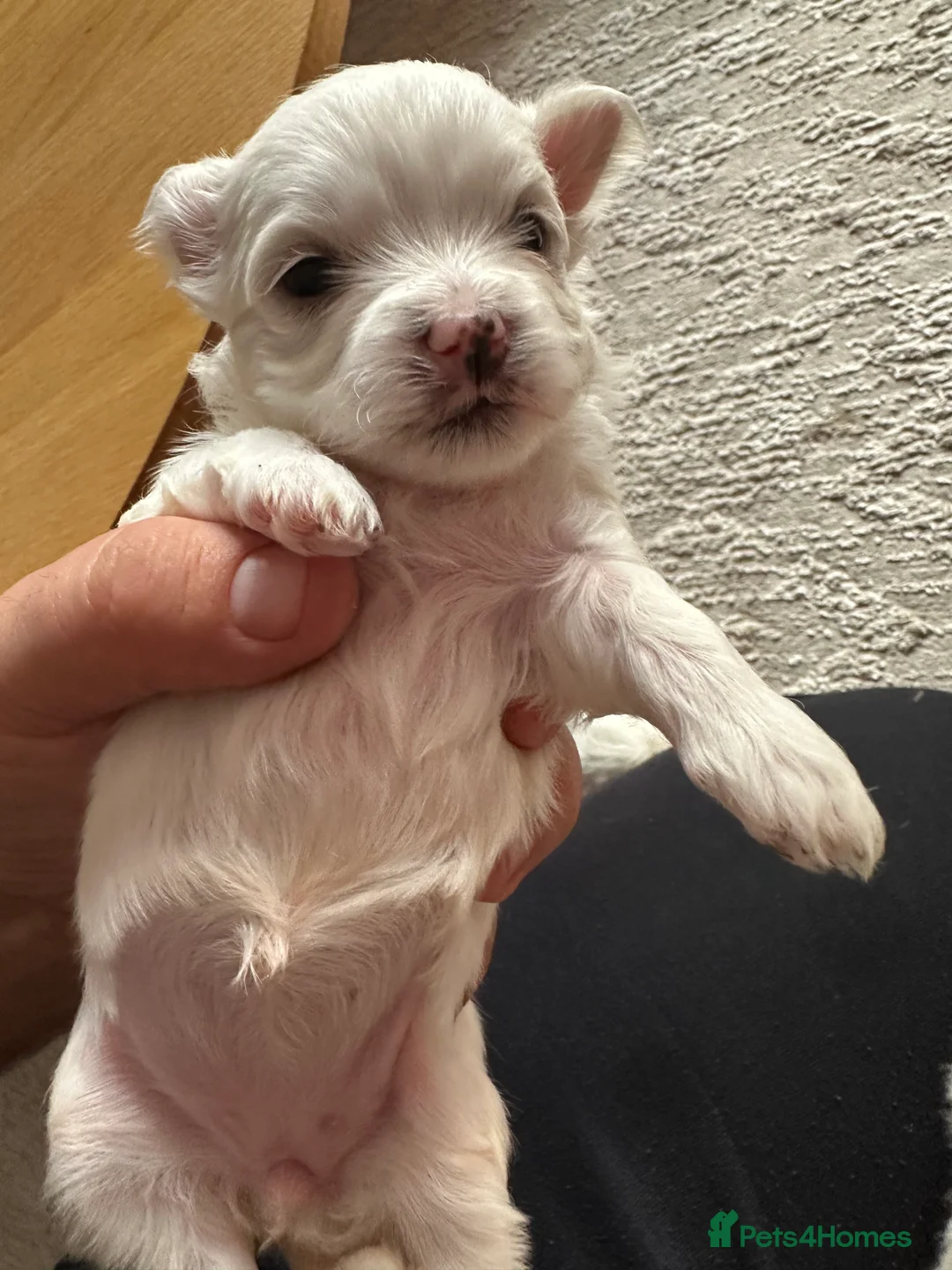 Maltese dogs for sale: Beautiful KC Maltese puppies - Advert 2
