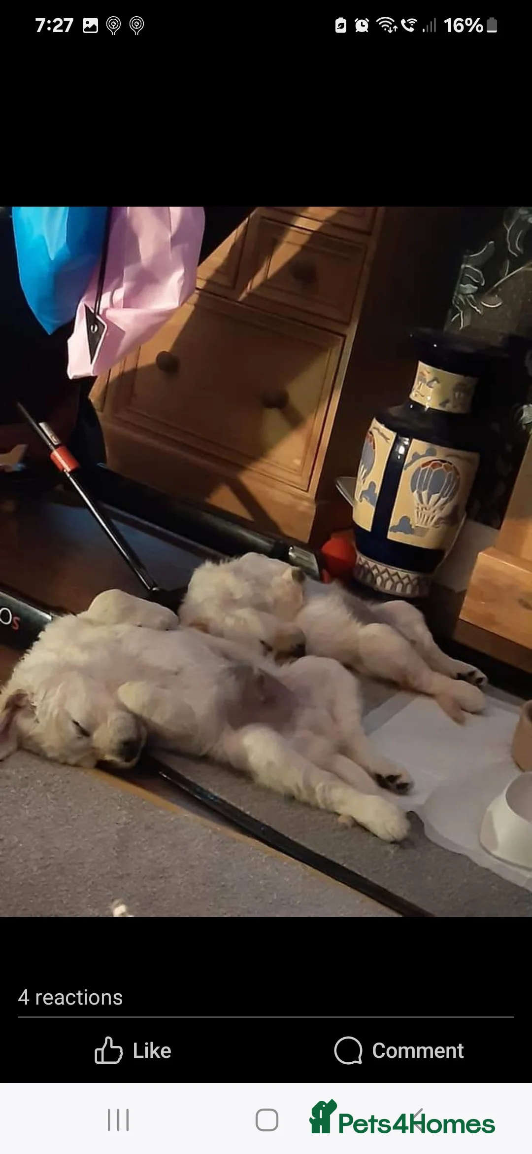 Golden Retriever dogs for stud: exceptional PROVEN dog available for stud  in Northwich - Advert 33