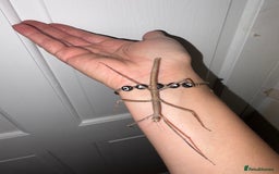 Stick Insects invertebrates for sale: Annam Stick insects - mixed sizes  - Image 6