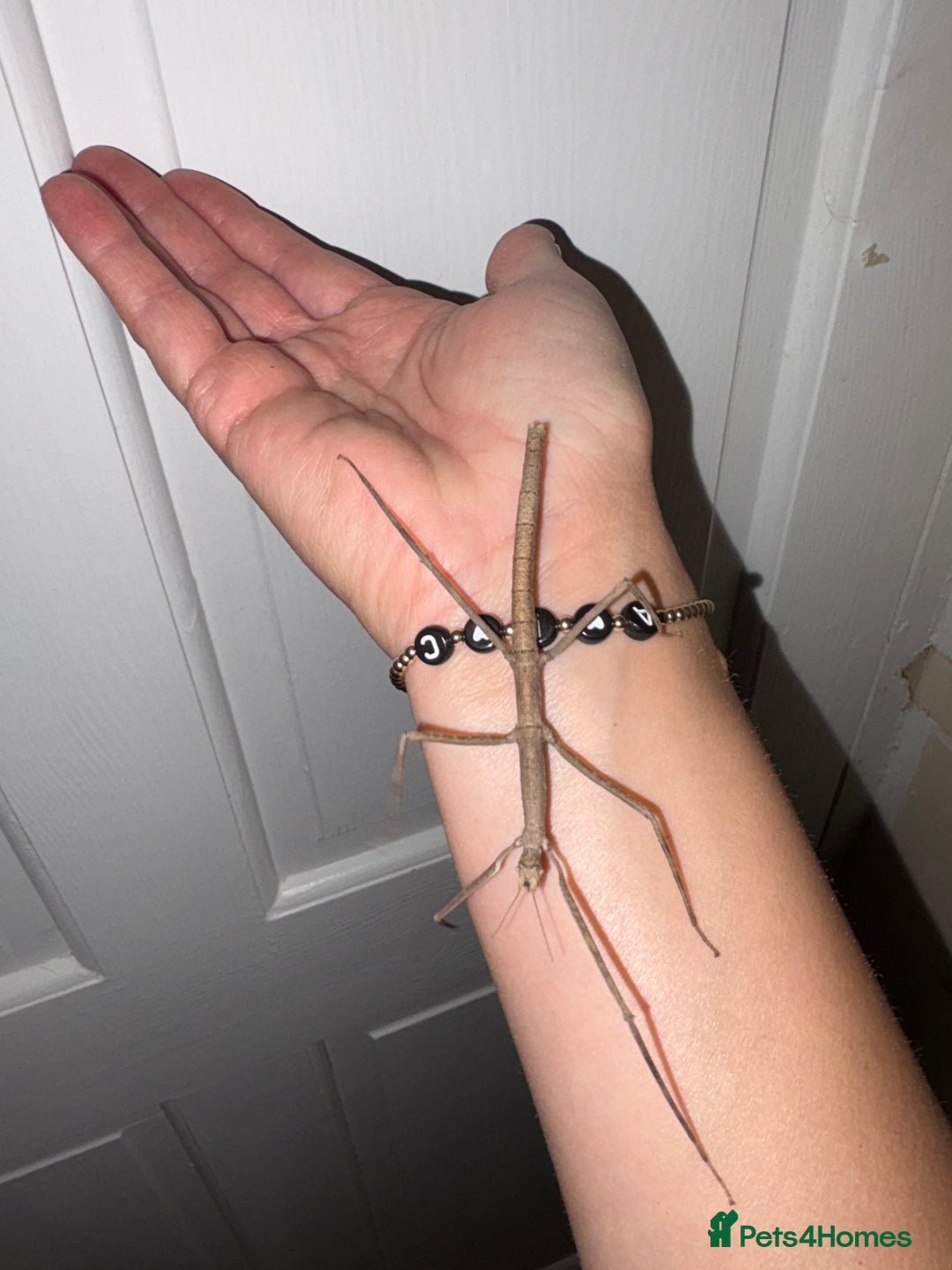 Stick Insects invertebrates for sale: Annam Stick insects - mixed sizes  - Image 6