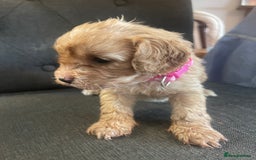 Cavapoo dogs for sale: Adorable small toy cavapoos girls and boys  - Image 10