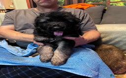 German Shepherd dogs for sale: German shepherd puppies - Image 10