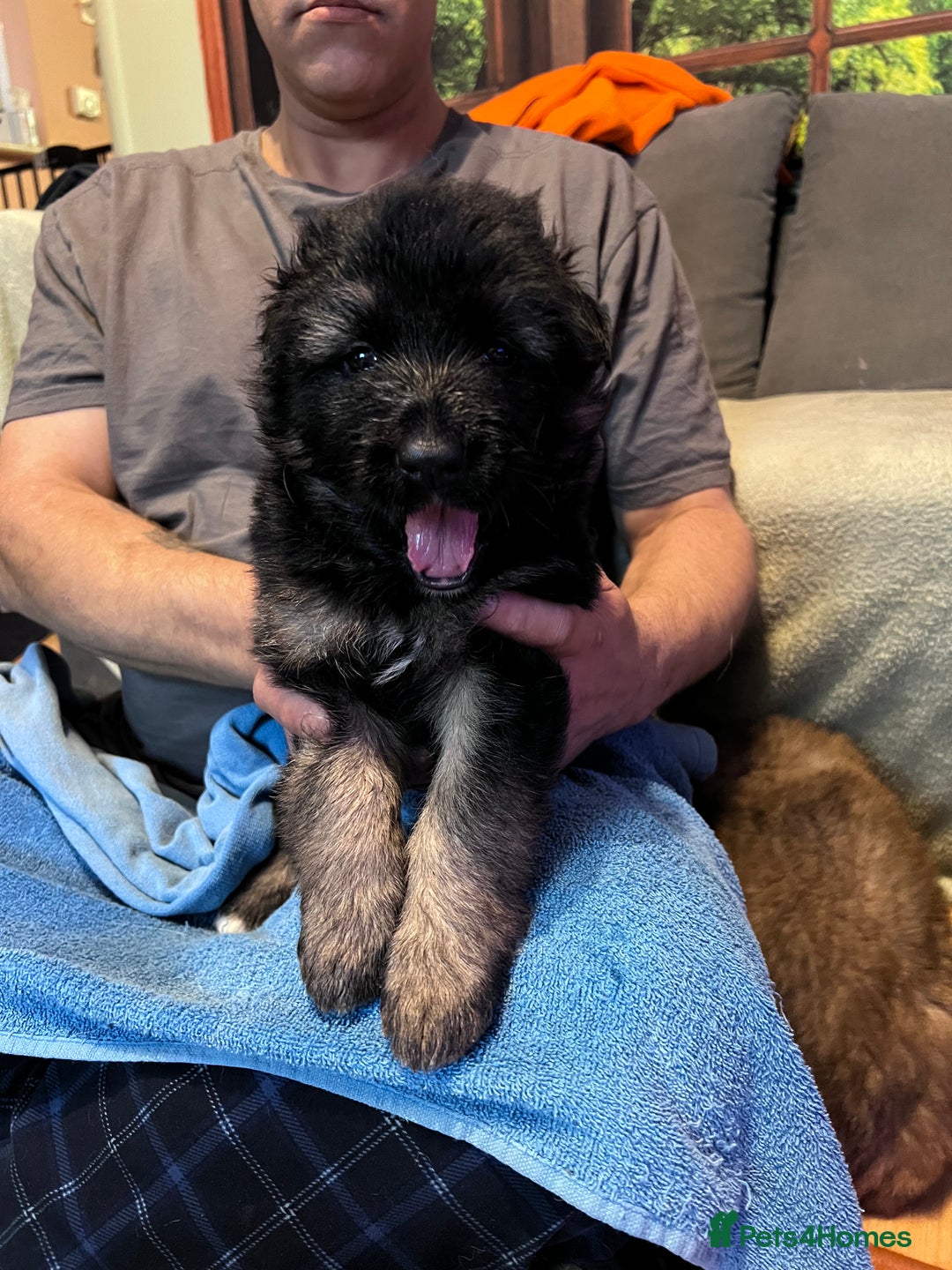 German Shepherd dogs for sale: German shepherd puppies - Image 10