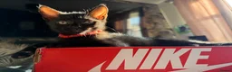 Mixed Breed cats for sale: Male kitten  - Advert 20