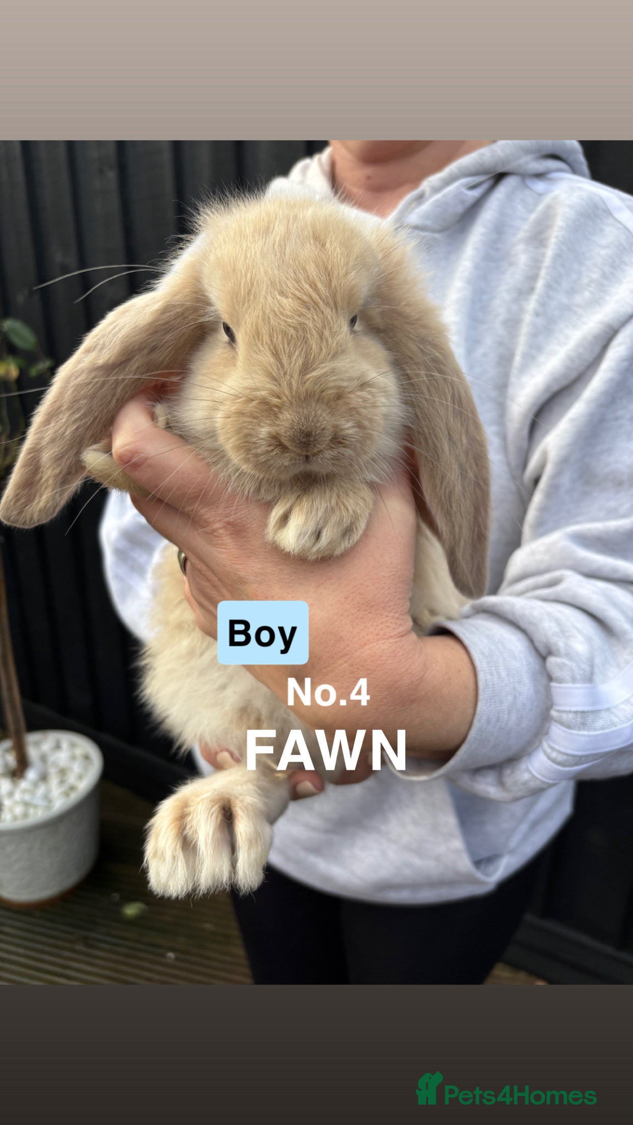 French Lop rabbits Gorgeous French Lop babies ❤️ - Advert 9