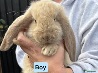 French Lop rabbits Gorgeous French Lop babies ❤️ - Advert 9
