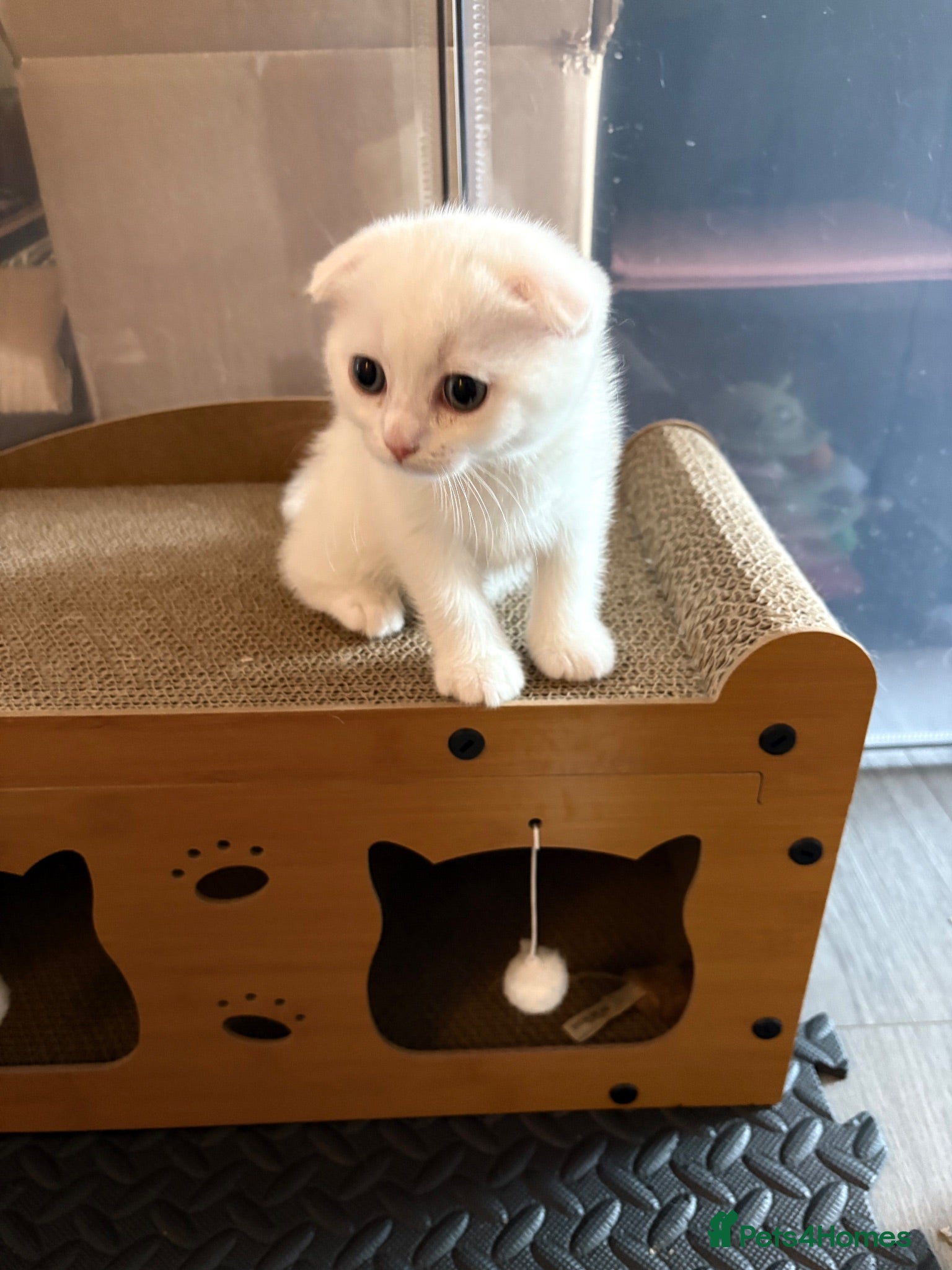 Scottish Fold cats Beautiful little Fold fur babies.  - Advert 1