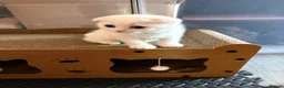 Scottish Fold cats for sale: Beautiful little Fold fur babies.  - Advert 1