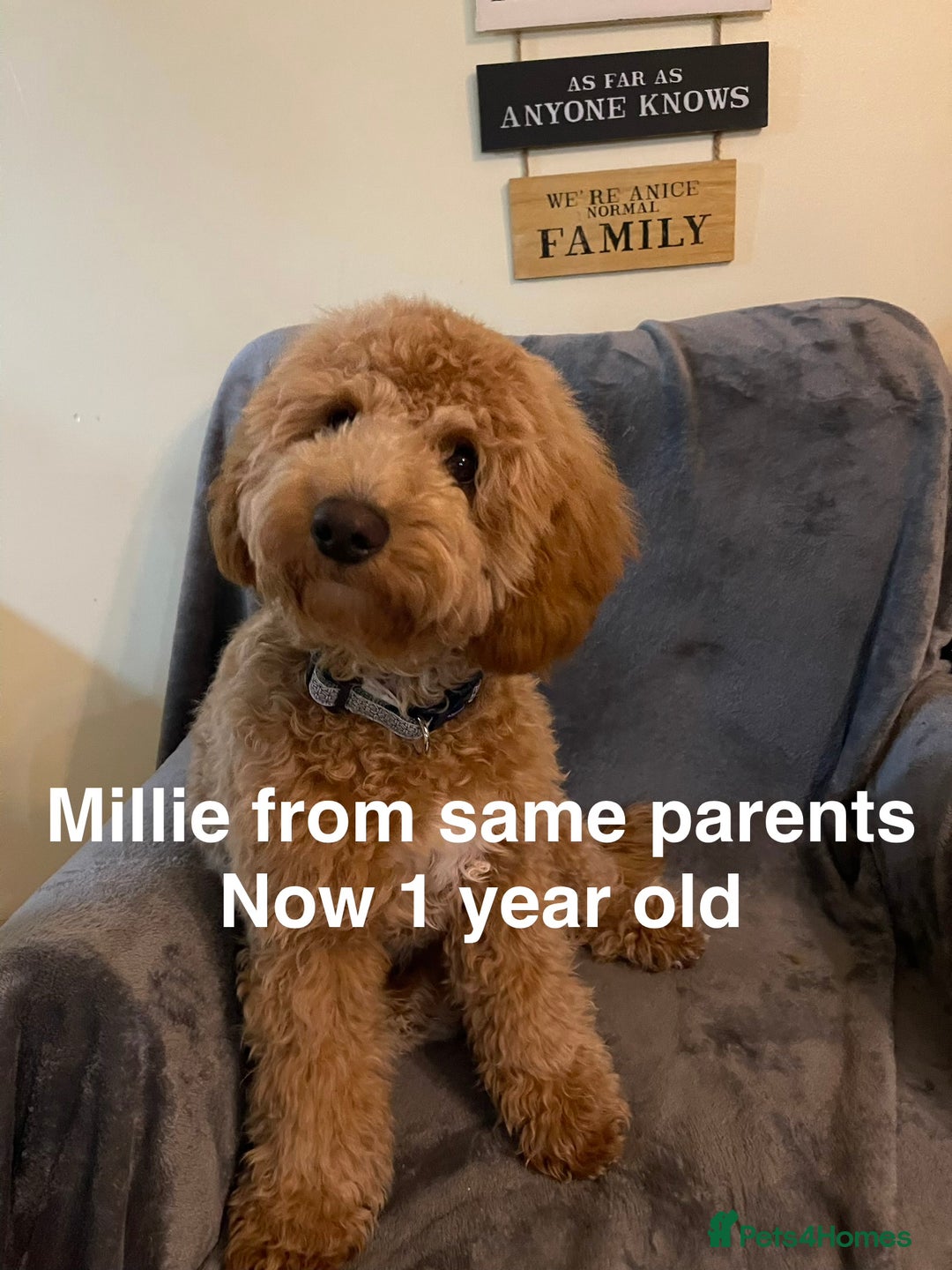 Cockapoo dogs for sale: Adorable cockapoo puppies for sale - Advert 16