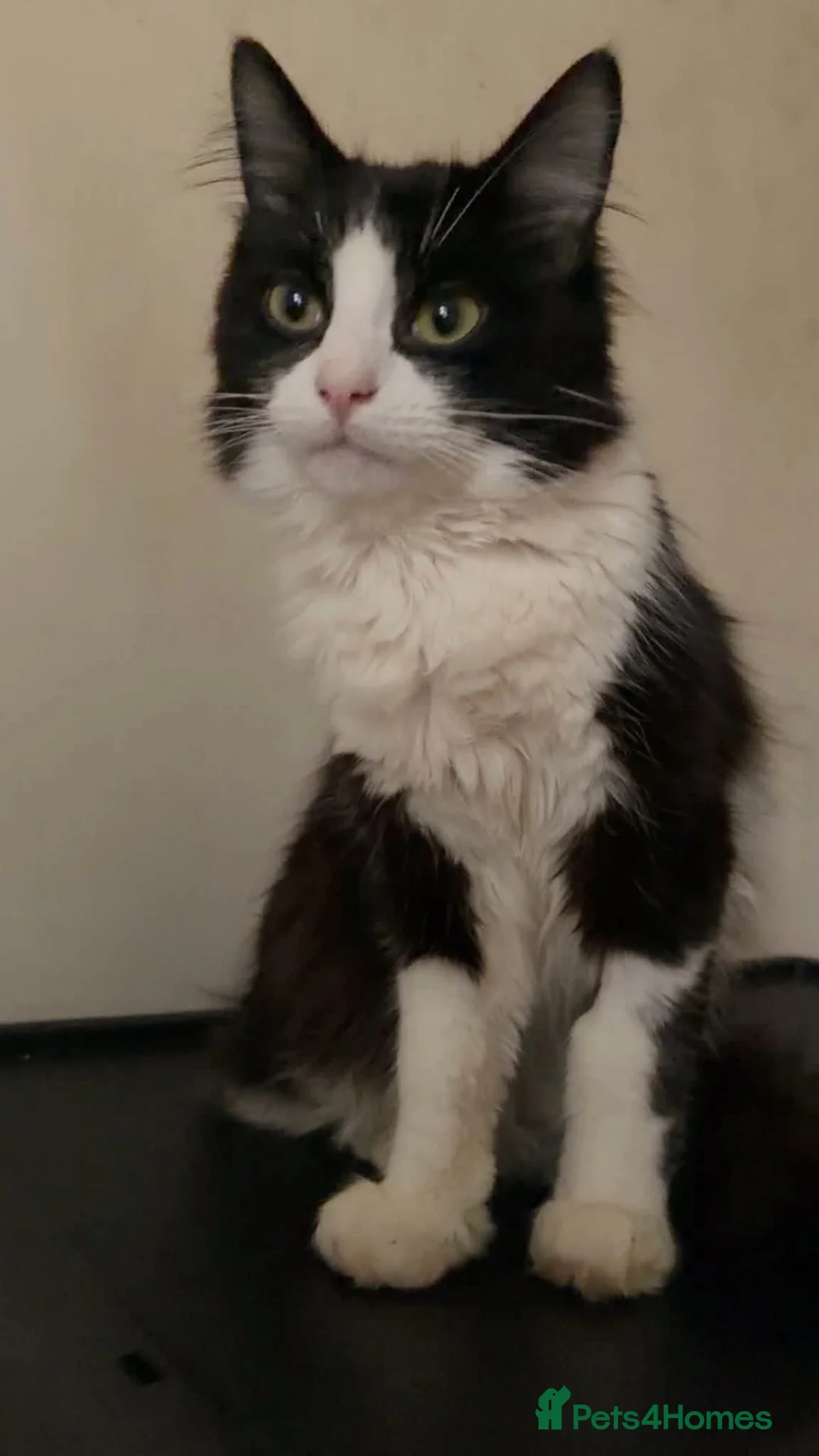 Mixed Breed cats for sale: Mr Business in Merthyr Tydfil - Advert 2