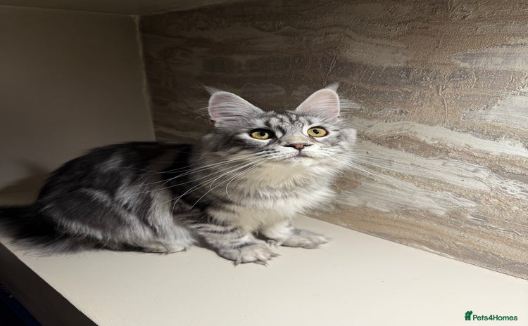 Maine Coon cats - Advert 2