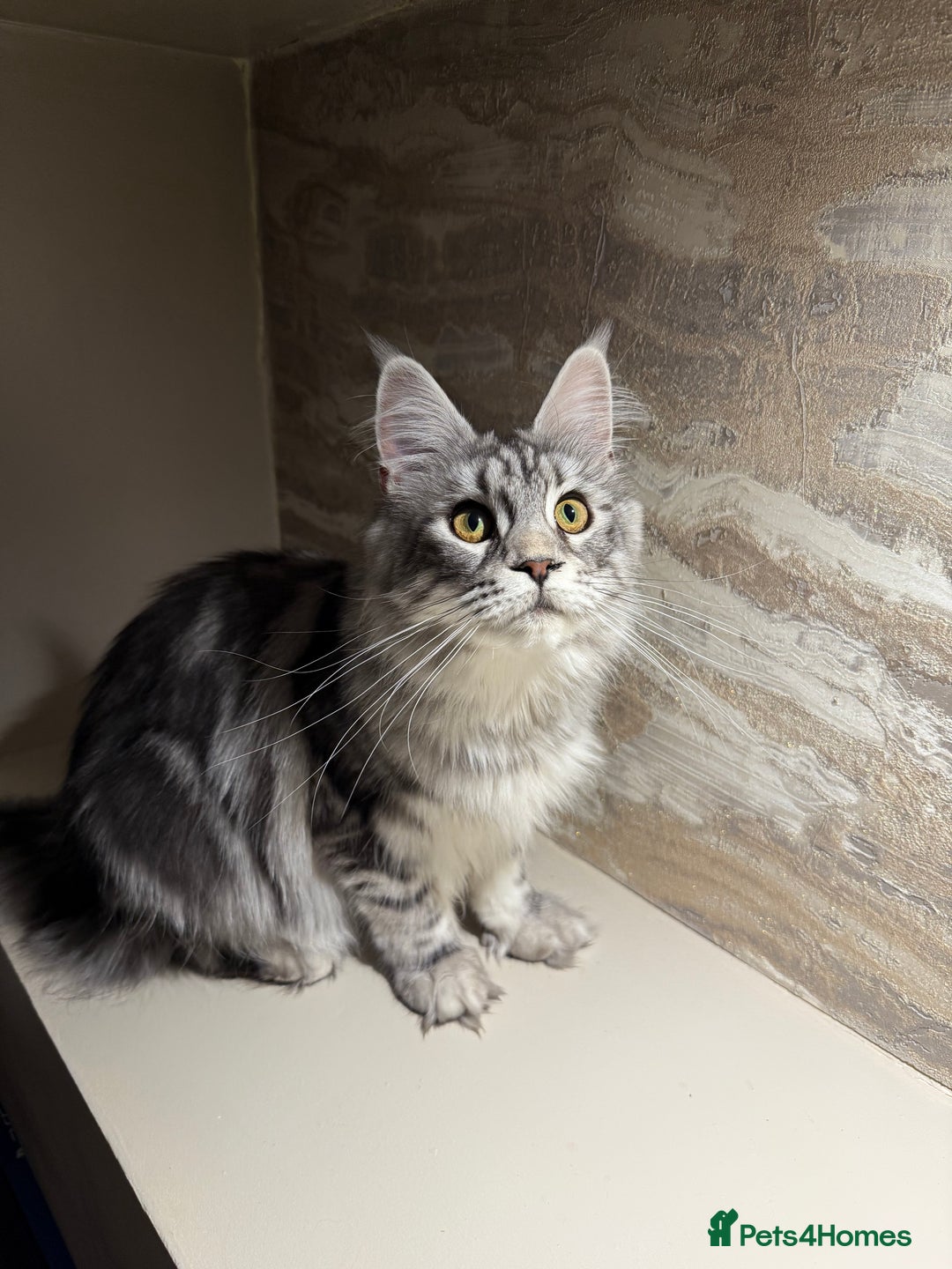 Maine Coon cats for sale: TICA Active Silver Female  - Image 1