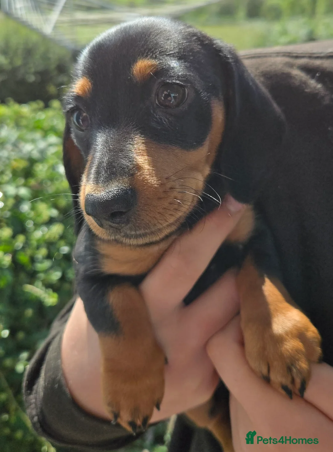 Miniature Dachshund dogs for sale: 5 X miniature dachshunds puppies for sale - Advert 2