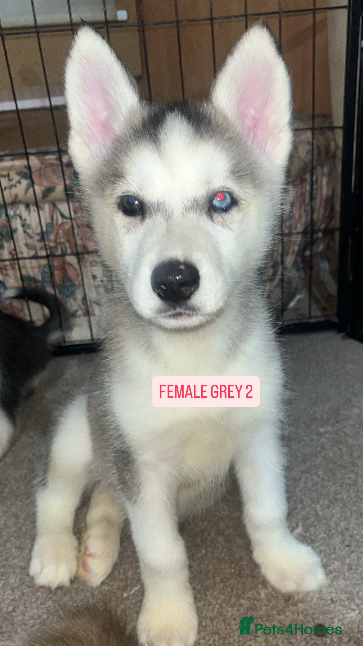 Siberian Husky dogs PURE SIBERIAN HUSKY PUPPIES  - Advert 10