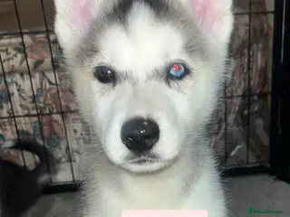 Siberian Husky dogs PURE SIBERIAN HUSKY PUPPIES - Advert 2