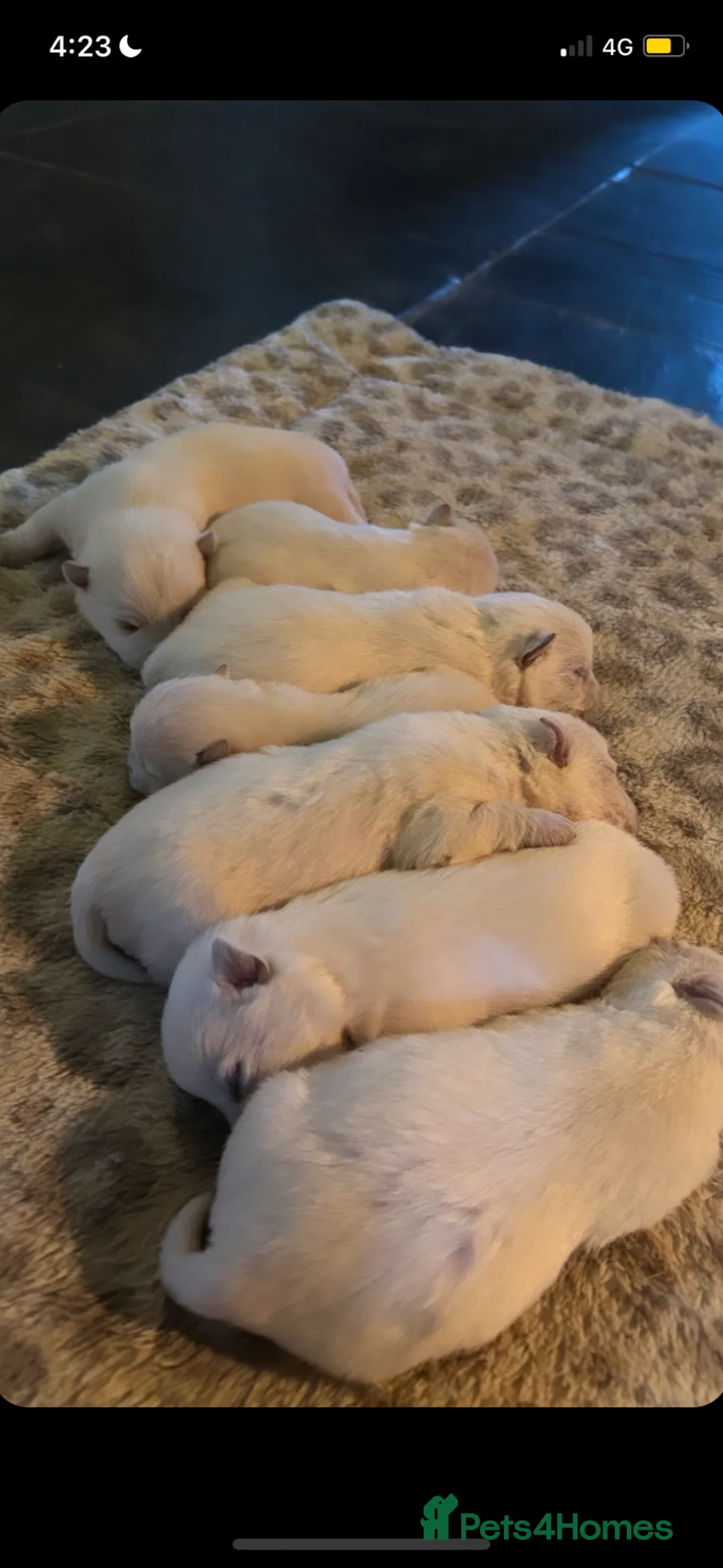 West Highland Terrier dogs for sale: West highland terrier puppies in Llanfyllin - Advert 2
