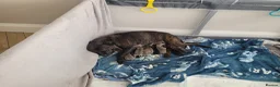 Mixed Breed dogs for sale: Staffie cross mastiff - Advert 3