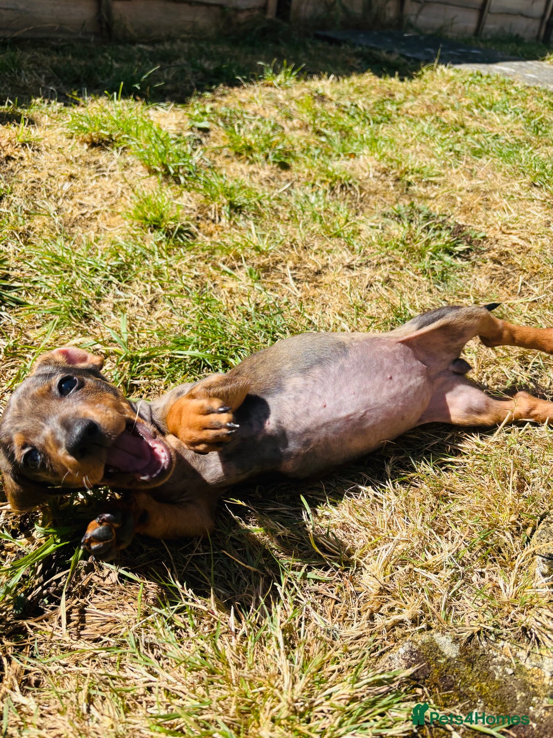Miniature Dachshund dogs for sale: Looking for a new home for Luna  - Advert 1