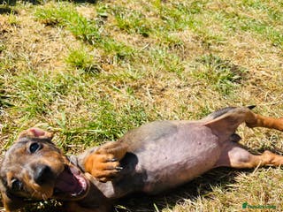 Miniature Dachshund dogs For sale-7 month old Luna looking for new home - Advert 12