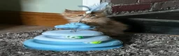 Maine Coon cats for sale: Stunning MaineCoon Kittens–Champion Bloodline in Plymouth - Advert 5