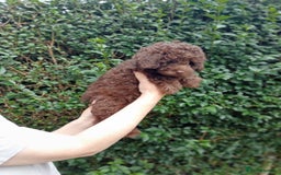 Toy Poodle dogs for sale:  🐩 Tiny Chocolate Toy Poodle – Ready in 2 Weeks! - Image 6