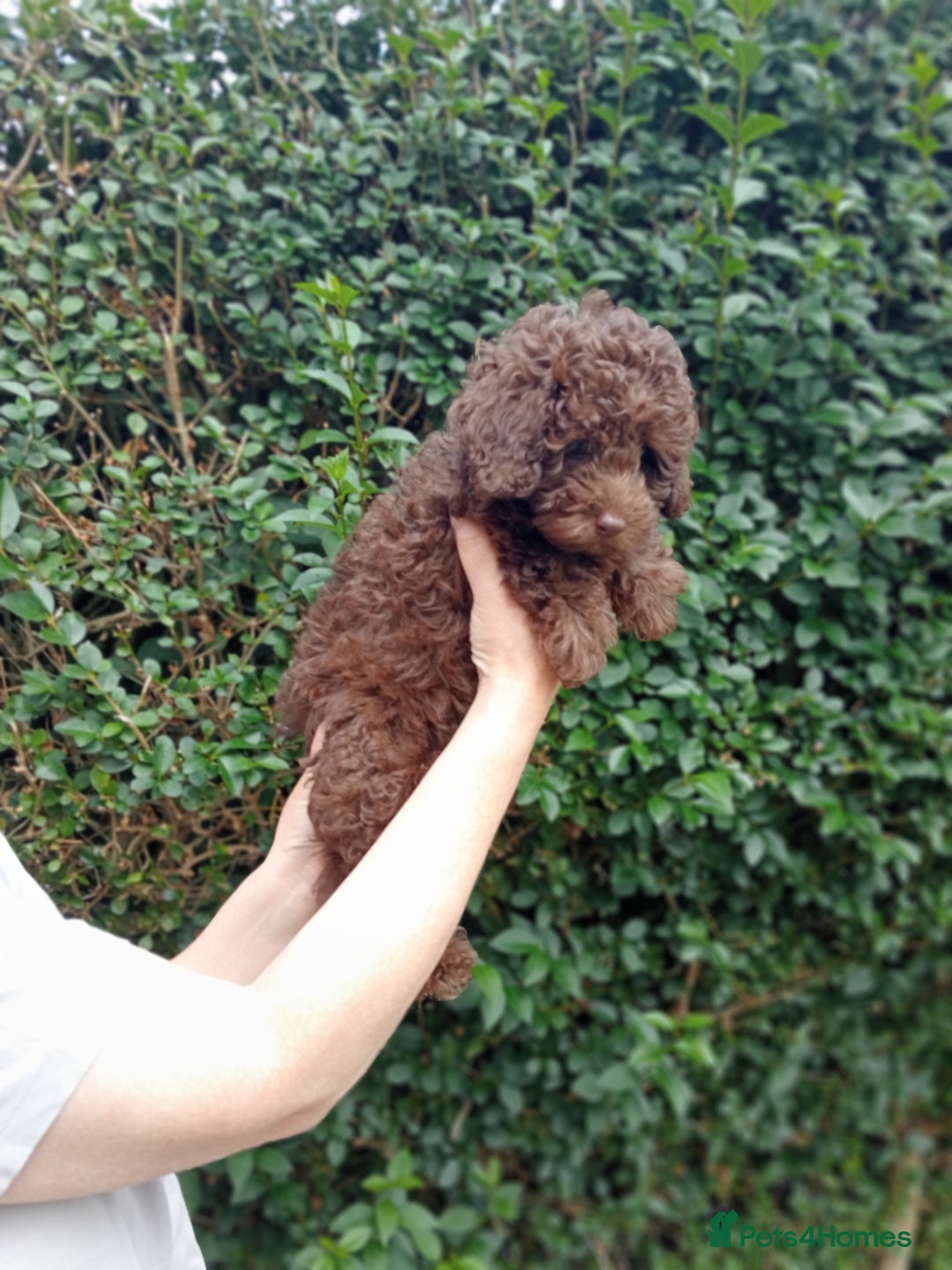 Toy Poodle dogs for sale:  🐩 Tiny Chocolate Toy Poodle – Ready in 2 Weeks! - Image 6