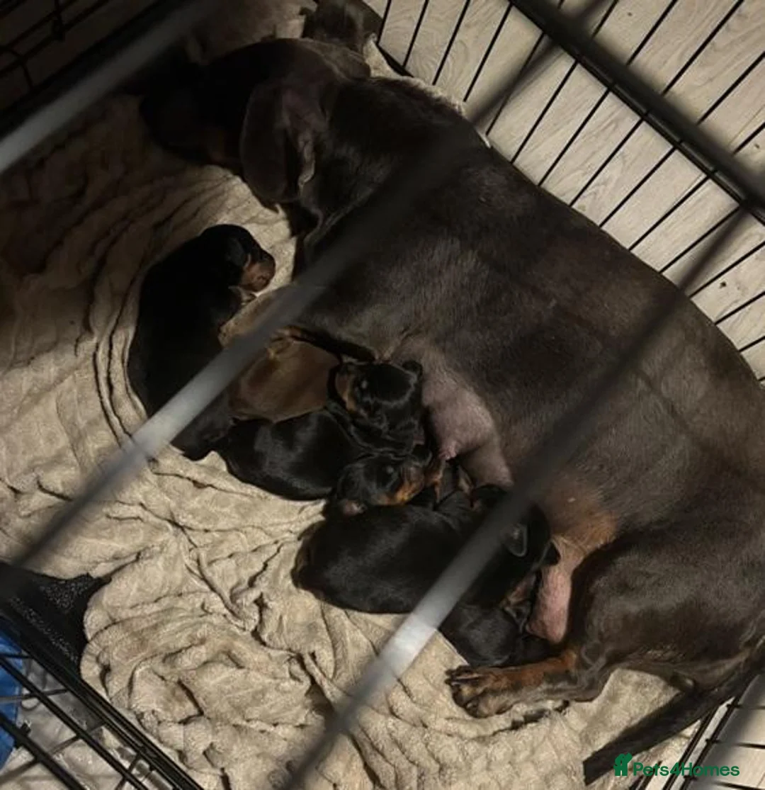 Dachshund dogs for sale: Sweet Dachshunds Ready to Share Their Love in Huddersfield - Advert 14