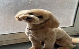 Cavapoo dogs for sale: Beautiful 18 month old cavapoo girl  - Image 5
