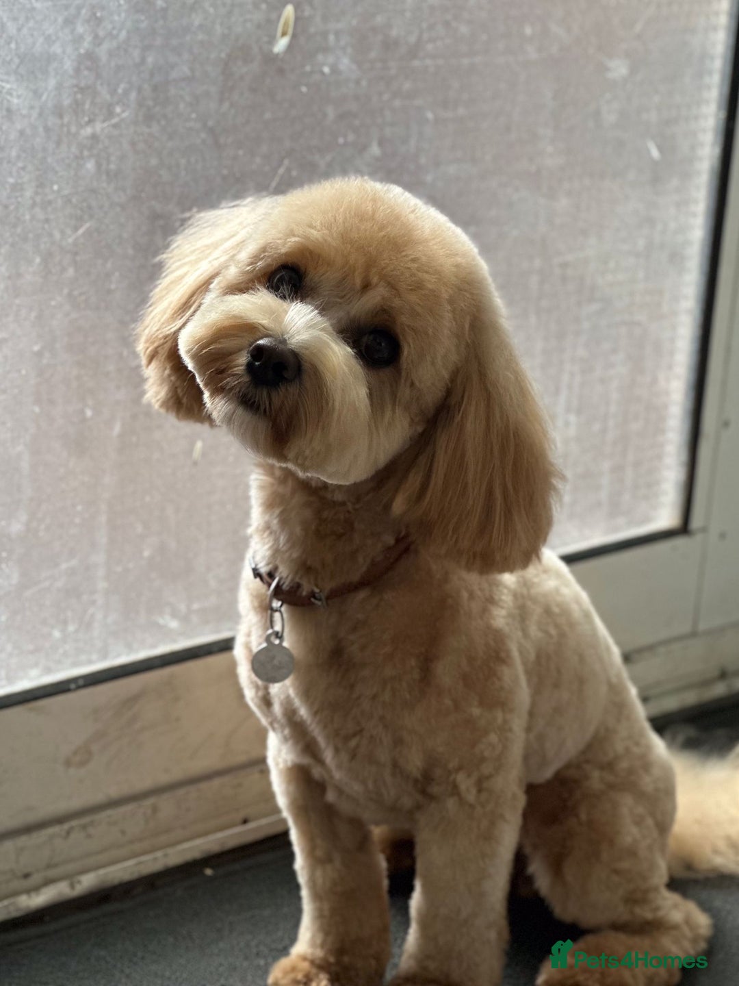Cavapoo dogs for sale: Beautiful 18 month old cavapoo girl  - Image 5