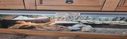 Bearded Dragon reptiles for sale: Our sweet friendly dragon.  in Dover - Advert 9