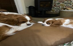 Cavalier King Charles Spaniel dogs for stud: KC DNA clear Cavalier King Charles Spaniel Stud - Advert 4