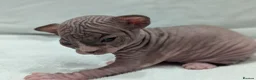Sphynx cats for sale: ***TICA ACTIVE*** - PURE BREAD SPHYNX - AVAILABLE - Advert 11