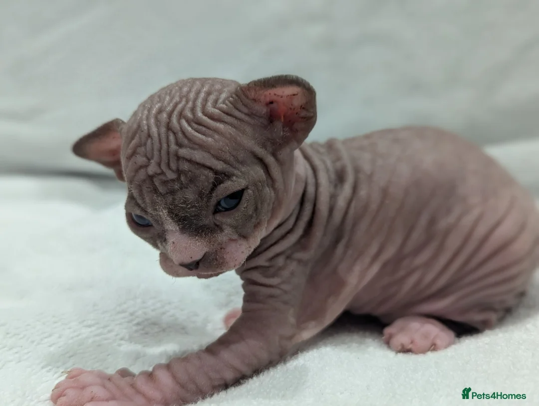 Sphynx cats for sale: ***TICA ACTIVE*** - PURE BREAD SPHYNX - AVAILABLE - Advert 11