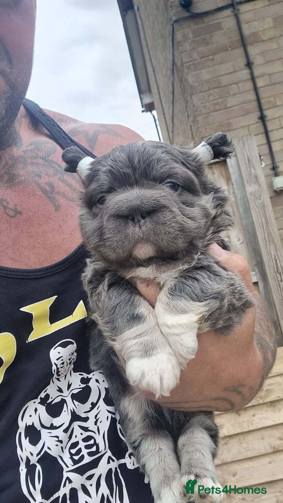 French Bulldog dogs for sale: Adorable pink and fluffy french bulldogs puppies  - Image 15