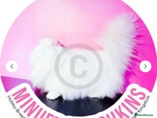 Napoleon cats - Advert 26