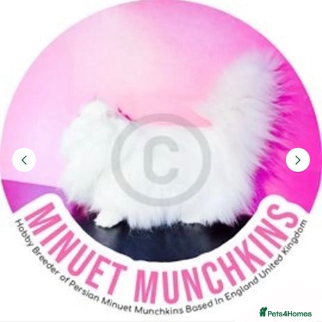 Napoleon cats Breeding Rights Napoleon Minuet Persian Munchkins - Advert 2