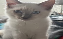 Ragdoll cats for sale: Blue mitted and bicolour ragdolls - Image 28