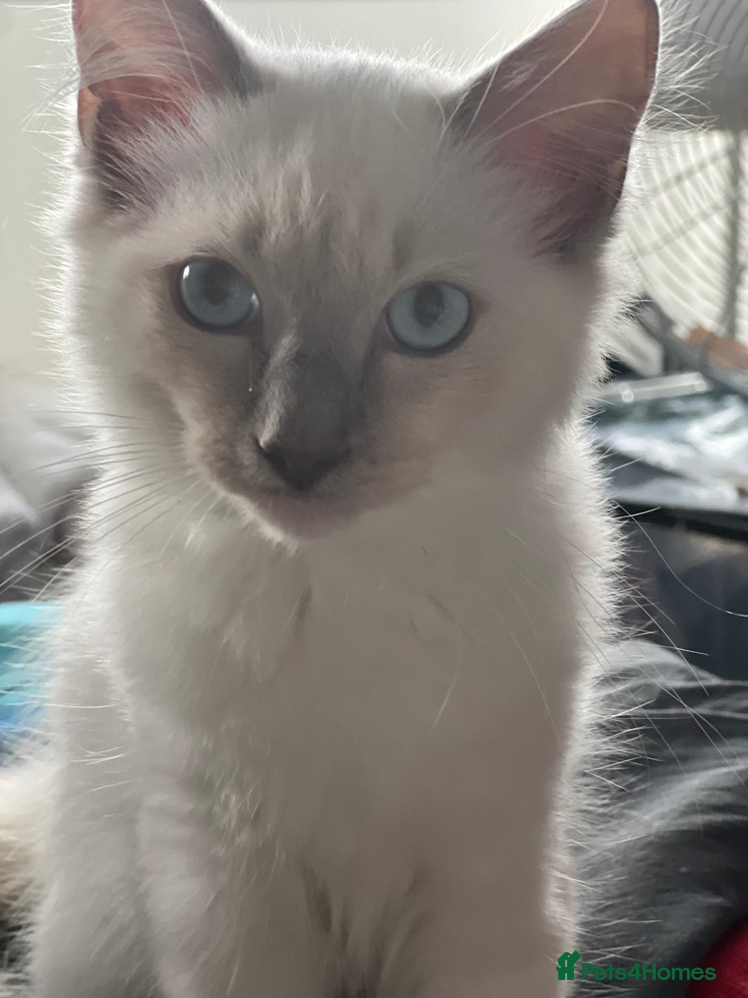 Ragdoll cats for sale: Blue mitted and bicolour ragdolls - Image 28